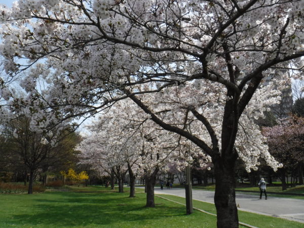 本日満開を迎えそうなソメイヨシノ並木