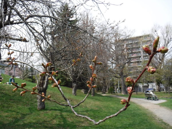 蕾より花びらが見えるほどに膨らんだ八重桜の蕾