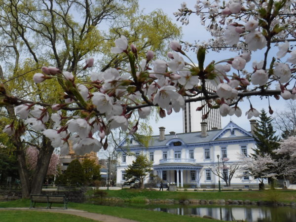 豊平館を背景にしたソメイヨシノの花