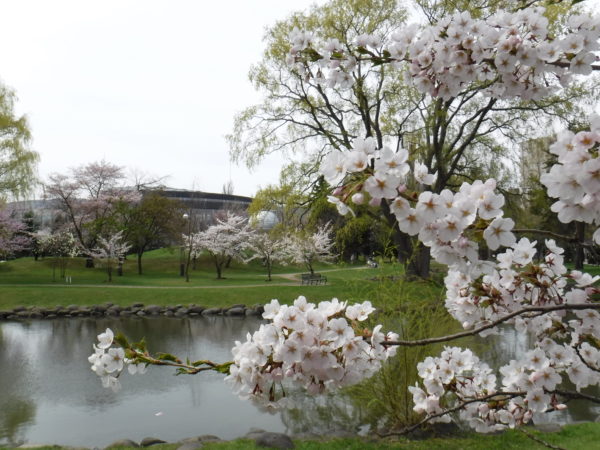 菖蒲池とソメイヨシノ