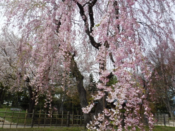 8分咲のシダレザクラ