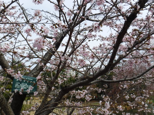 満開ピークを迎えたチシマザクラ