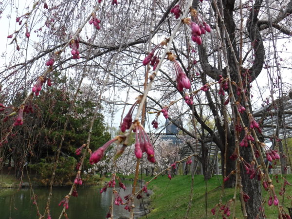 無数に付けたシダレザクラの蕾