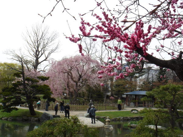 8分咲のシダレザクラ全体姿と八重の開花した梅の枝