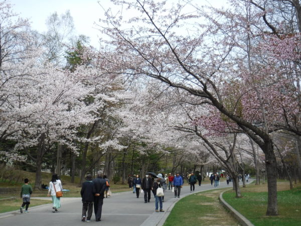 8分咲のソメイヨシノ並木