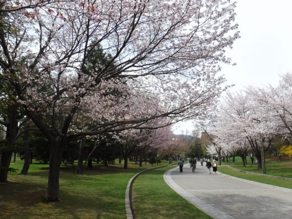 左エゾヤマザクラ・右ソメイヨシノ並木の園路