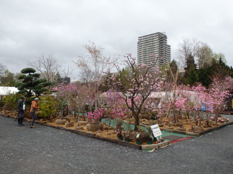 ２ｍくらいの花木やピンク色に開花しているツツジ類が根巻きされた状態で販売されている様子