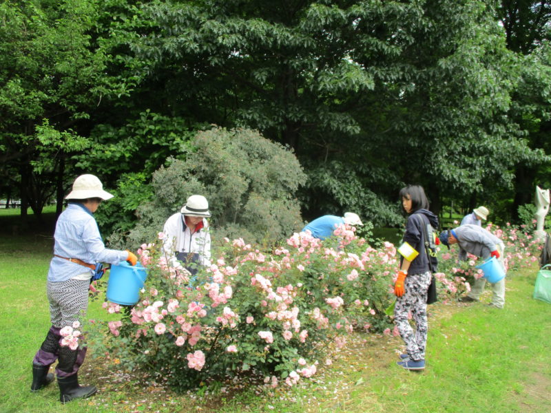 ピンク色のバラの花がらを摘むボランティアの方々