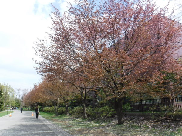 葉桜となったエゾヤマザクラ並木