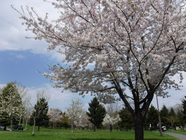青々とした芝生広場に満開のソメイヨシノとコブシの樹が点在している様子