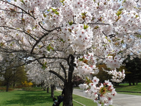 満開のソメイヨシノ並木