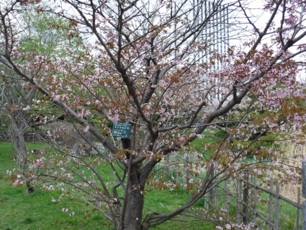 花数よりのも葉数が若干多くなってきたチシマザクラの様子
