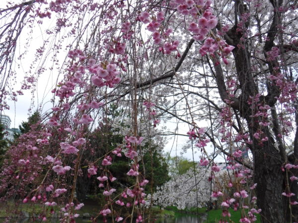 8分咲のシダレザクラの枝