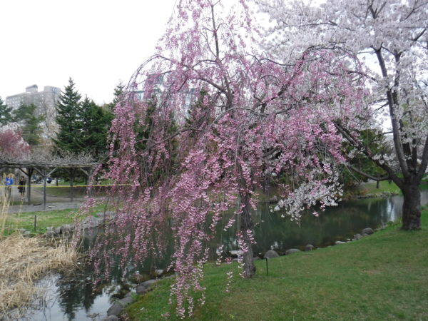 8分咲のシダレ桜の樹木全体像