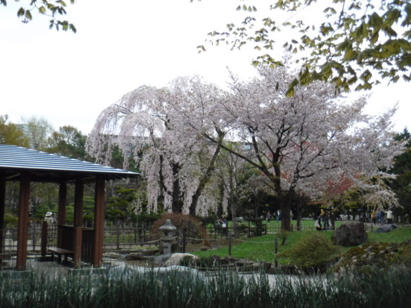 手前にトクサ・奥に灯籠とシダレザクラ