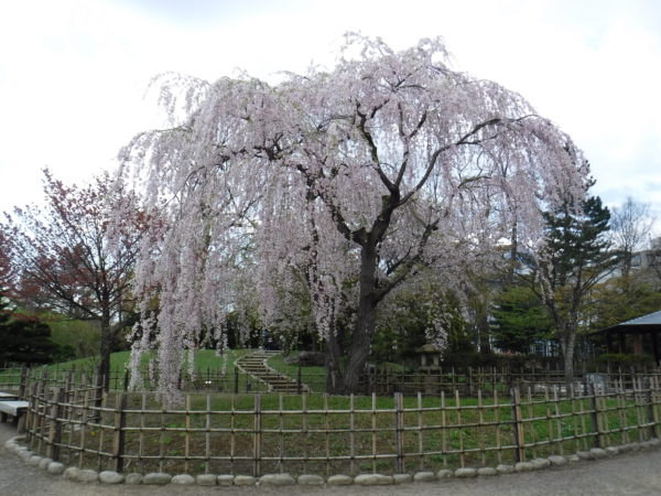 四ツ目垣に囲まれた満開のシダレザクラ全体像