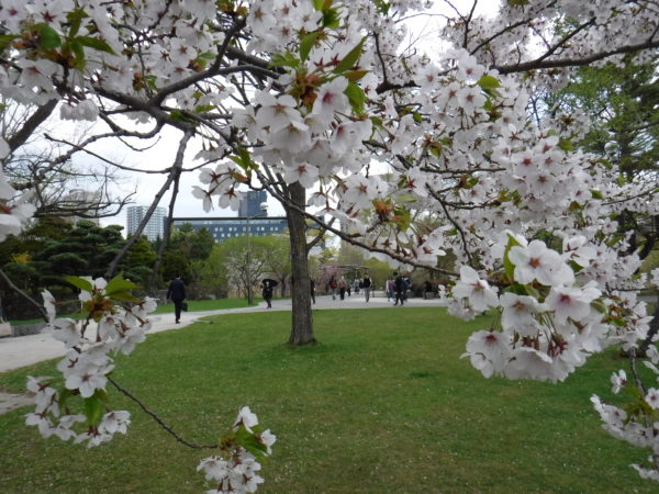 青々とした芝生に満開のソメイヨシノ