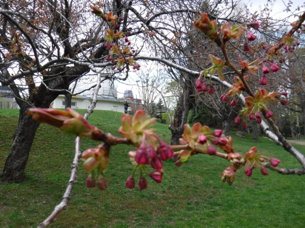 開花前のヤエザクラの枝先