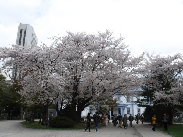 豊平館を背景にした満開のソメイヨシノの大木