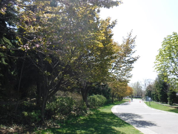 葉桜のエゾヤマザクラ並木