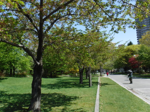 葉桜となったソメイヨシノ並木