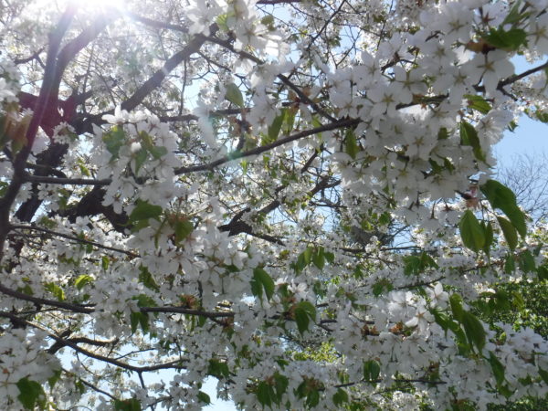 下から撮影した白色の花ビラの桜　