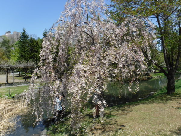 5割花びらの散ったシダレ桜全体像