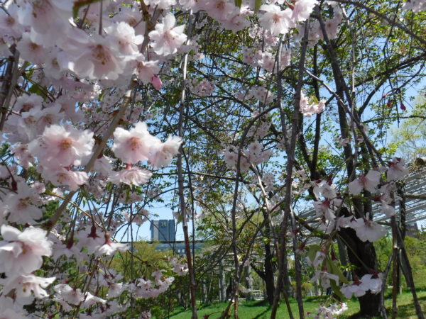 5割ほど花を落としたしだれザクラの枝