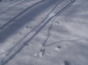 エゾリスの足跡