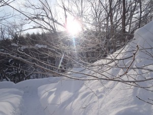 朝日を浴びてキラキラ
