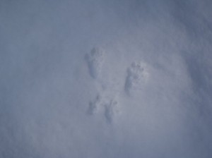 エゾリスの足跡