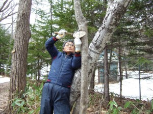 古い樹名板を取り・・・