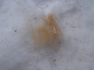 キツネかな！？