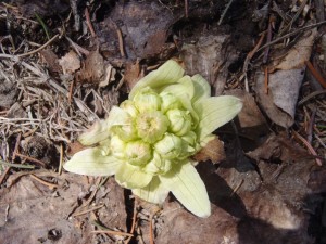 フキノトウ進化