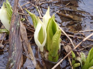 4月17日のミズバショウ