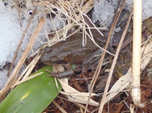 カエルさん登場