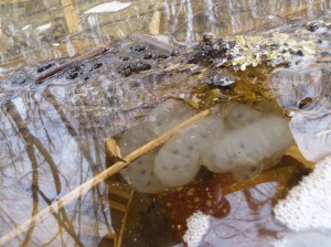 サンショウウオ