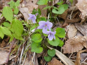 タチツボスミレ