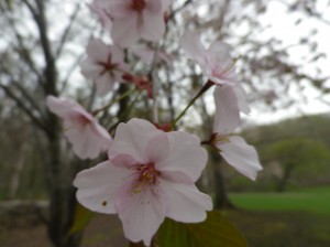 エゾヤマザクラ