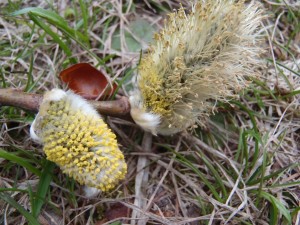 バッコヤナギの花