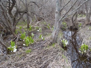 ミズバショウの様子