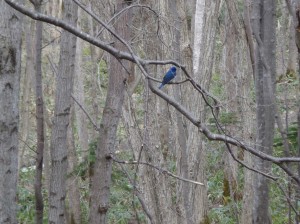 オオルリ（美しい後ろ姿）