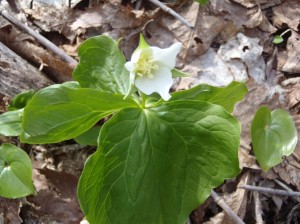 ミヤマエンレイソウ