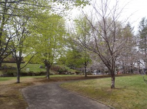 緑に囲まれる散歩道