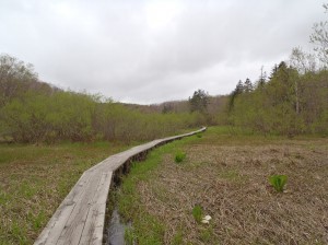 5月20日湿原