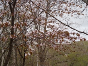 自由広場のエゾヤマザクラ