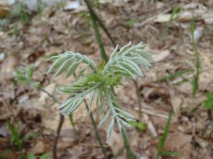 イヌエンジュの芽吹き