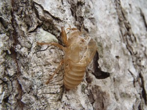 エゾハルゼミの抜け殻