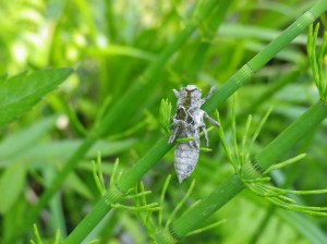 モイワサナエの羽化殻