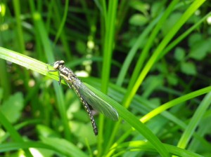 羽化直後のモイワサナエ